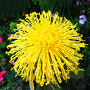 Egrow 100 Pcs/Pack Chrysanthemum Seeds Yellow Chrysanthemum Bonsai DIY Gardening Flower Plant