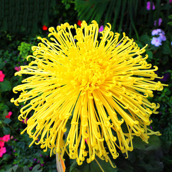 Egrow 100 Pcs/Pack Chrysanthemum Seeds Yellow Chrysanthemum Bonsai DIY Gardening Flower Plant