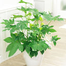 Egrow 50Pcs/Pack Fatsia Seeds Ornamental Plant Fatsia Japonica Bonsai lant Shrub Tree Ba Jiao Jin Pan