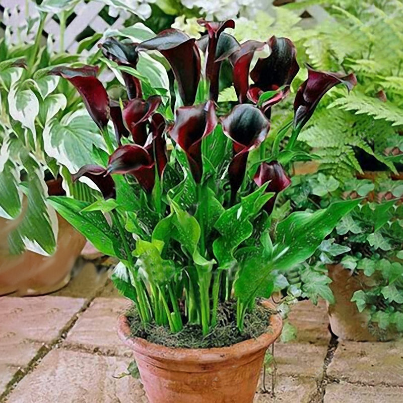 Egrow 50 PCS Calla Lily Seeds Tropic Beautifying Plants Garden Potted Flowers Perennial Lily Seeds
