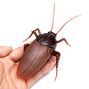 Infrared RC Remote Control Animal Toys Kit Adults Smart Cockroach Ant Jokes Radio Insect for Boys