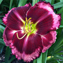 Egrow 50 Pcs/Pack Daylily Seeds Daylily Flowers Hemerocallis Lily Indoor Bonsai Flower Perennial Plant for DIY Home Garden Supplies