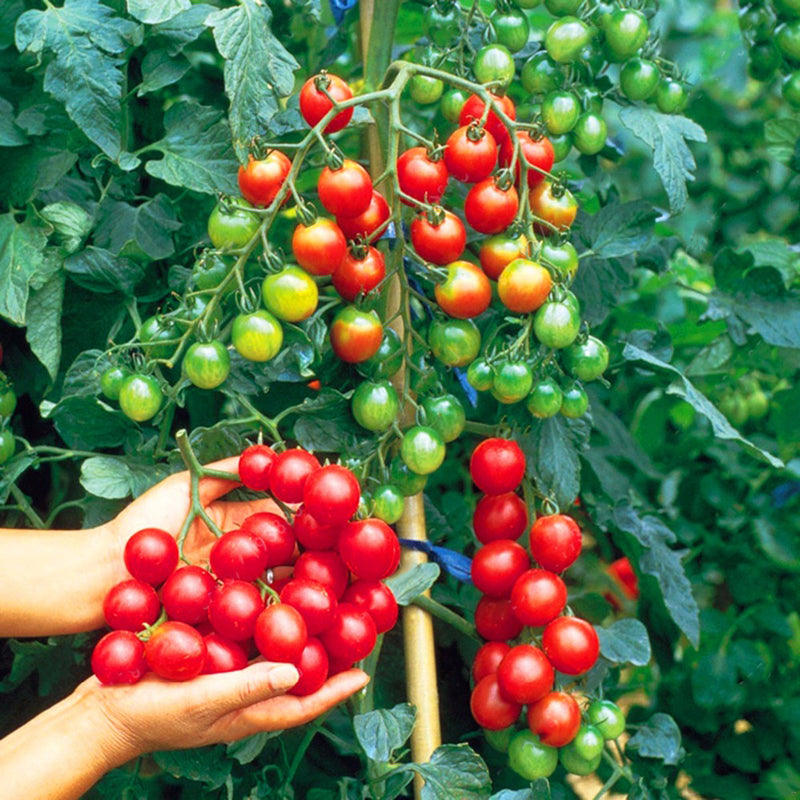 Egrow 200Pcs Tomato Seeds Garden Vegetable Planting Red Yellow Black Potted Tomatoes Bonsai