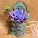 Egrow 200PCS Echeverione Succulent Seeds Mixed Color Garden Potted Flower Seed Home Deco Bonsai