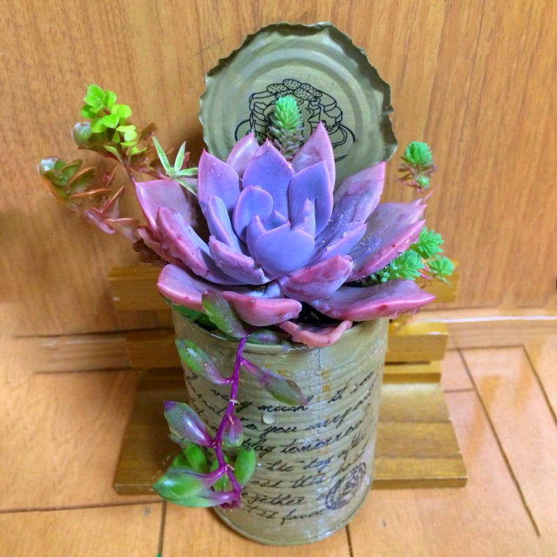 Egrow 200PCS Echeverione Succulent Seeds Mixed Color Garden Potted Flower Seed Home Deco Bonsai