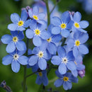 50pcs Myosotis Sylvatica Grass Seeds Green Garden Plant