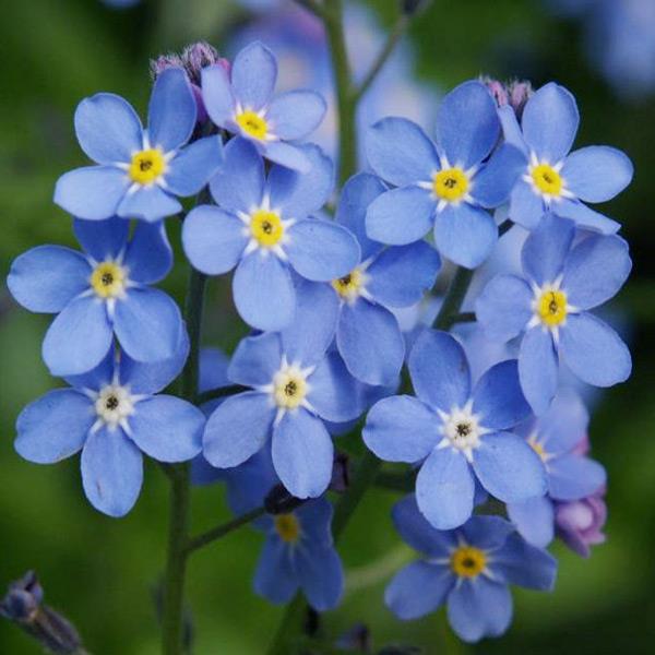 50pcs Myosotis Sylvatica Grass Seeds Green Garden Plant