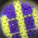 1 xMulti-function 60X with UV LED Light Magnifier Round Microscope Loupes Best