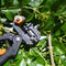 Black Grafting Kit Pruning Pruner Cutting Tools Kit for Garden Fruit Trees