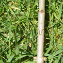 1 x Cool Garden Nursery Fruit Tree Pro Pruning Shears Hand Scissor  teyp Hot