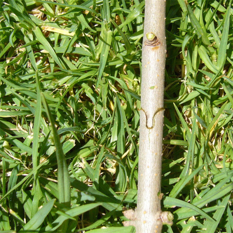 1 x Cool Garden Nursery Fruit Tree Pro Pruning Shears Hand Scissor  teyp Hot