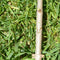 Black Grafting Kit Pruning Pruner Cutting Tools Kit for Garden Fruit Trees