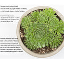 International Version Original Xiaomi Mi Bluetooth Smart Plants Monitor Flower and Plants Tester Mi Plants Nutrient / Soil Moisture / Temperature / Light Sensor Detector(White)