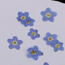 50 pcs Dried Flowers Nail Art DIY Bottle Decoration Preserved Flower Decorations