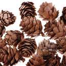 100pcs Mini Decorative Pinecone Pine Cones for Vase Bowl Filler Display Decor