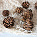 100pcs Mini Decorative Pinecone Pine Cones for Vase Bowl Filler Display Decor