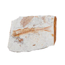 Fish Fossil Specimen Geological-Stone Art-Decor Natural Gift Lycoptera-Plate