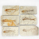 Fish Fossil Real From Western  China 150 Million Years Ago Lycopter