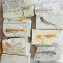 Fish Fossil Specimen Geological-Stone Art-Decor Natural Gift Lycoptera-Plate