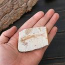 1 Piece Lycoptera Real Fish Fossil from China 150 Million Yr Old Fish Fossils