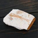 1 Piece Lycoptera Real Fish Fossil from China 150 Million Yr Old Fish Fossils