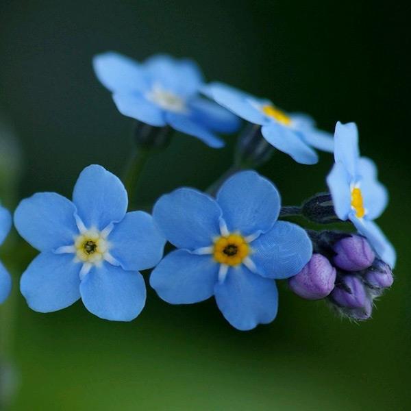 50pcs Myosotis Sylvatica Grass Seeds Green Garden Plant