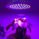 E14 20W 60 LEDs Plant Growth LED Bulb