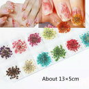 DIY Women Manicure Nail Art Decoration Case Dried Small Flowers Box 12 Colors
