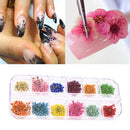 DIY Women Manicure Nail Art Decoration Case Dried Small Flowers Box 12 Colors