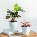 Lazy Flower Pots Automatic Water-absorbing Hydroponic Potted Plants Circular Resin Plastic Flower Pots Double-layer Design Self Watering Planter, Diameter: 11cm, Height: 10.3cm(White)