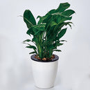 Lazy Flower Pots Automatic Water-absorbing Hydroponic Potted Plants Circular Resin Plastic Flower Pots Double-layer Design Self Watering Planter, Diameter: 18cm, Height: 18.5cm(White)
