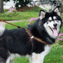Pet Dog Collar + Harness + Leash Three Sets, M, Harness Chest Size: 43-67cm, Collar Neck Size: 33-52cm, Pet Weight: 15kg Below (Coffee)