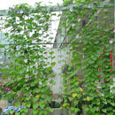 Plants Climb Rattan Frame Adornment Flower Rack Flowers Plants Craft Hanging Decor Gardening Net,Size:1.8 x 3.6m