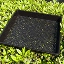 Mini Plastic Black Succulents Can Flower Plants for Home Office Garden Decor