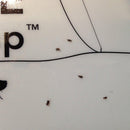 Flea Trap Sticky Dome Bed Bug Trap Odorless Non-poisonous Natural Flea Killer