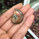 1pcs Natural Ammonite Fossil Conch quartz Crystal Specimen Reiki