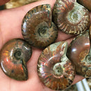 1pcs Natural Ammonite Fossil Conch quartz Crystal Specimen Reiki