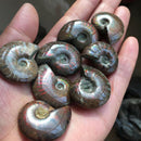 1pcs Natural Ammonite Fossil Conch quartz Crystal Specimen Reiki