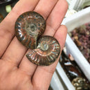 1pcs Natural Ammonite Fossil Conch quartz Crystal Specimen Reiki
