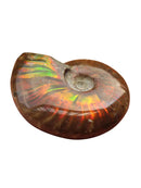 1pcs Natural Ammonite Fossil Conch quartz Crystal Specimen Reiki