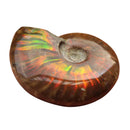 1pcs Natural Ammonite Fossil Conch quartz Crystal Specimen Reiki