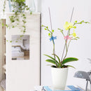 30Pcs Orchid Support Clips Plant Garden Flower Plastic Stem Clips Upright Cute