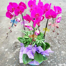 30x Orchid Clips Plant Garden Flower Support Mini Plastic Stem Clips Upright New