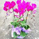 30pcs Orchid Clips Plant Garden Flower Support Mini Plastic Stem Clips Upright