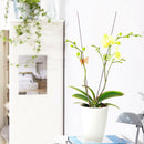 30pcs Orchid Clips Plant Garden Flower Support Mini Plastic Stem Clips Upright
