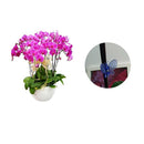30pcs Orchid Clips Plant Garden Flower Support Mini Plastic Stem Clips Upright
