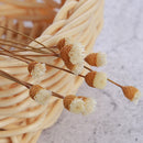 10pcs New Flower Fragrance Diffuser Rattan Reed Aroma Sticks Best Decoration