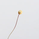 10pcs New Flower Fragrance Diffuser Rattan Reed Aroma Sticks Best Decoration