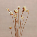 10pcs New Flower Fragrance Diffuser Rattan Reed Aroma Sticks Best Decoration