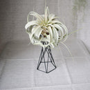 Ceramic Flower Garden Plant Display Planter Stand Holder Decor
